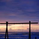 로뎀나무 이미지