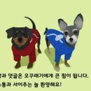 [남양주] 오라잇피자 다산중앙공원점 내돈내산 포장후기