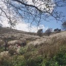 무릉리-11 | 민둥산 억새축제 셔틀버스 주차 / 초보 등산자 난이도 후기