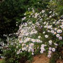 쑥부쟁이 이미지