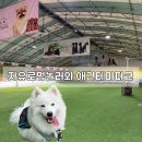 놀러와pc방 | 파주 애견운동장 추천｜자유로멍놀러와 애견테마파크 대형견도 뛰어놀기 좋은 곳