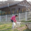 청양알프스산양목장 이미지