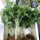 고운블랙약초순대국