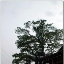 순천-36호 이미지