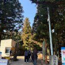 숲에오름협동조합 | 제주여행지 추천 사려니숲길 + 이재모피자 제주점 포장 후기