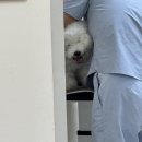 펫미장원 | 양주 옥정 강아지 미장원 후기｜10년 만에 처음 맡겨본 목욕, 개방형 공간이라 더 믿음 가요