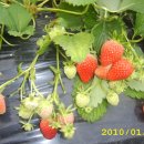 한솔이네농장 이미지