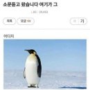 돼지여행