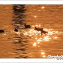 금빛바다 이미지