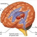 뇌실(Ventricle)에 대하여 (펀글입니다) 이미지