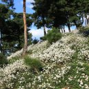 2016 장군산 영평사 구절초 꽃 축제 이미지