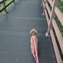 푸들 애나 홈캉스에서 산책 실컷하고 갑니다 ~ 이미지