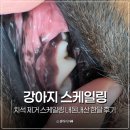 달강아지 | 강아지 치석 제거 스케일링 내돈내산 한달 후기