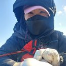 참가자미 이미지