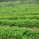 다은 농장 이미지