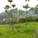 성안공 상진묘역 이미지