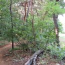 개화산 자락길 이미지