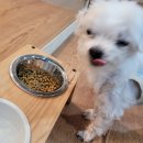 뽀송뽀송애견놀이방 이미지