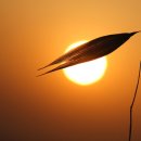 멍멍하니? 이미지