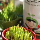 새싹의 아침 이미지