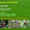 1월 6일. 한국의 탄생화와 부부 사랑 / 소귀나무 이미지