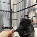 햄스 케어