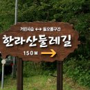 한라산영실돌오름표고버섯
