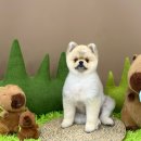 그루밍 버블리 이미지