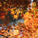 자산공원의 가을날의 풍경 - 11월 28일 이미지