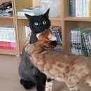 고양이똥 네이버블로그