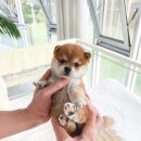 퍼피데일리 이미지