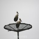 서산버드랜드 이미지