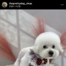 더이쁘개 이미지