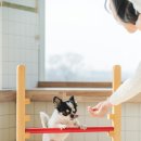 털로덮인친구들 동탄호수공원점 이미지