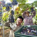 김영춘농장 이미지