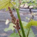 포도밭1길 이미지