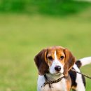 청량리 슬기 동물병원 이미지