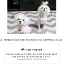 맘마독 네이버블로그