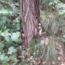 청도읍 남성현출장소 이미지