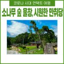더운 여름을 시원하게 해주는 소나무 울창한 언택트 여행지 만취당
