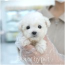 동편동물병원 | 경주반려동물 미용 많은 아이들 중에서도 유난히 눈에 들어왔던