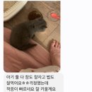 꽃개와꽃냥