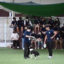 한국펫고등학교 이미지