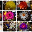 페이퍼로즈창작