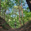 소나무숲 이미지