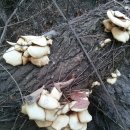 자연산-느타리버섯 이미지