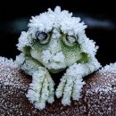 청개구리 이미지