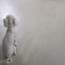 향남펫살롱 이미지