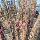 천국나무농원 이미지