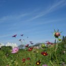 코스모스 이미지